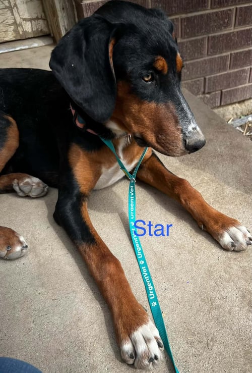 STAR ADOPT OR FOSTER - Doberman Pinscher / Rottweiler available for adoption