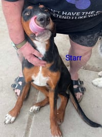 Star Adopt or Foster - Photo 2