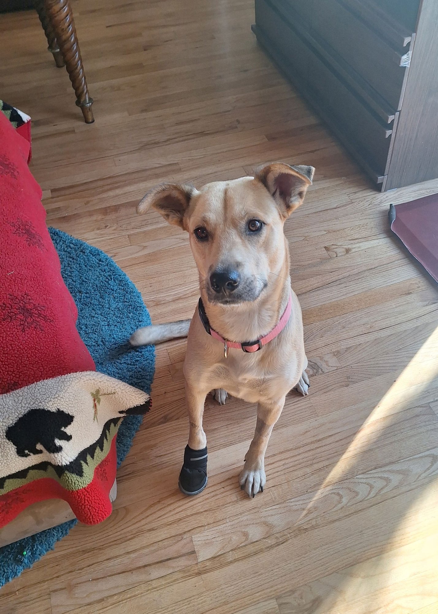 ASHLEY - Labrador Retriever available for adoption