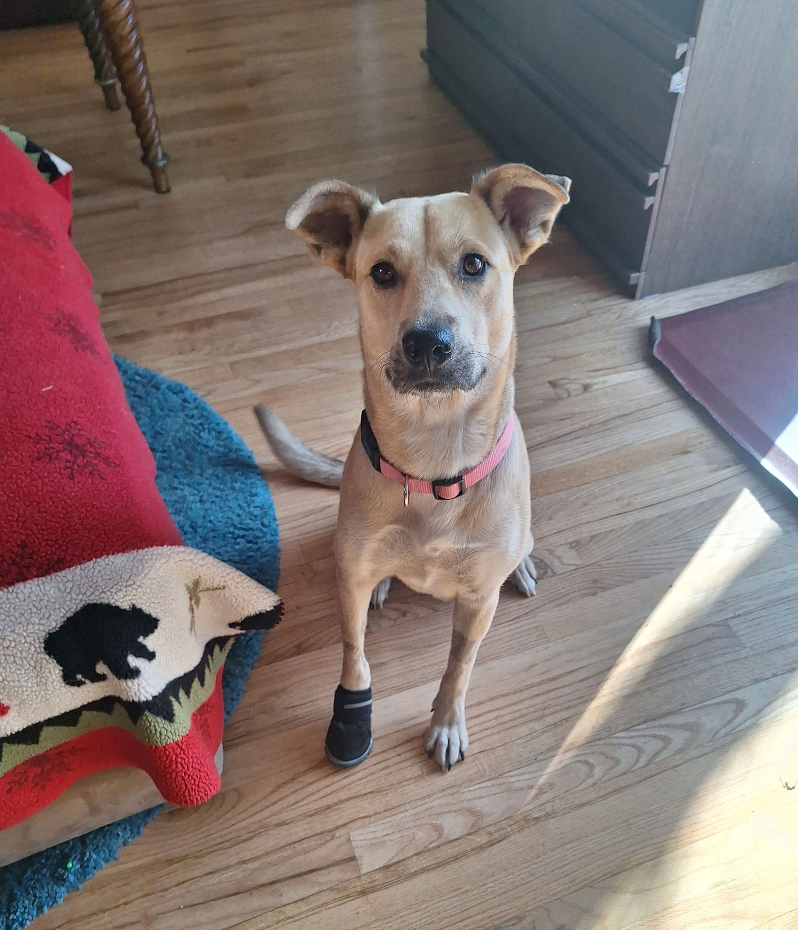 ASHLEY - Labrador Retriever available for adoption