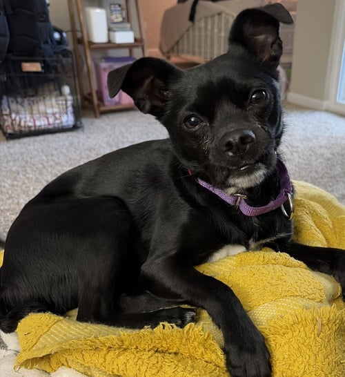 NORMA COURTESY LISTING - Jack Russell Terrier / Pug available for adoption