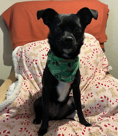 NORMA COURTESY LISTING - Jack Russell Terrier / Pug available for adoption