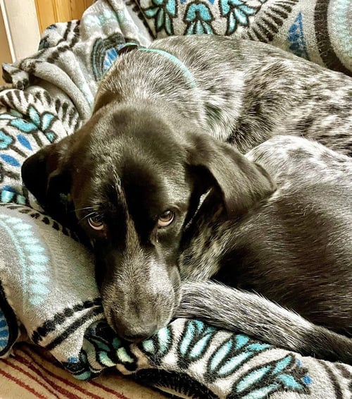 WINSTON (WINNIE) COURTESY LISTING - German Shorthaired Pointer available for adoption