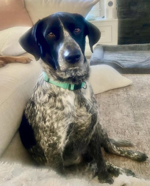 WINSTON (WINNIE) COURTESY LISTING - German Shorthaired Pointer available for adoption
