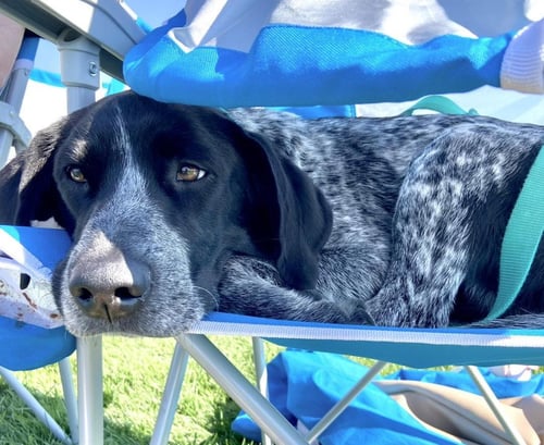 WINSTON (WINNIE) COURTESY LISTING - German Shorthaired Pointer available for adoption
