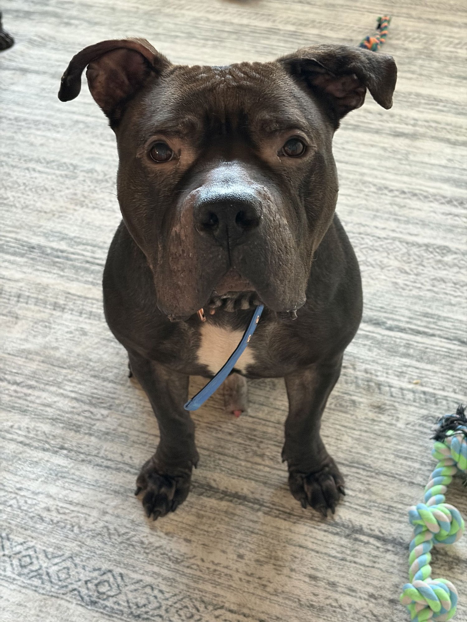 TANK COURTESY LISTING - Pit Bull Terrier available for adoption