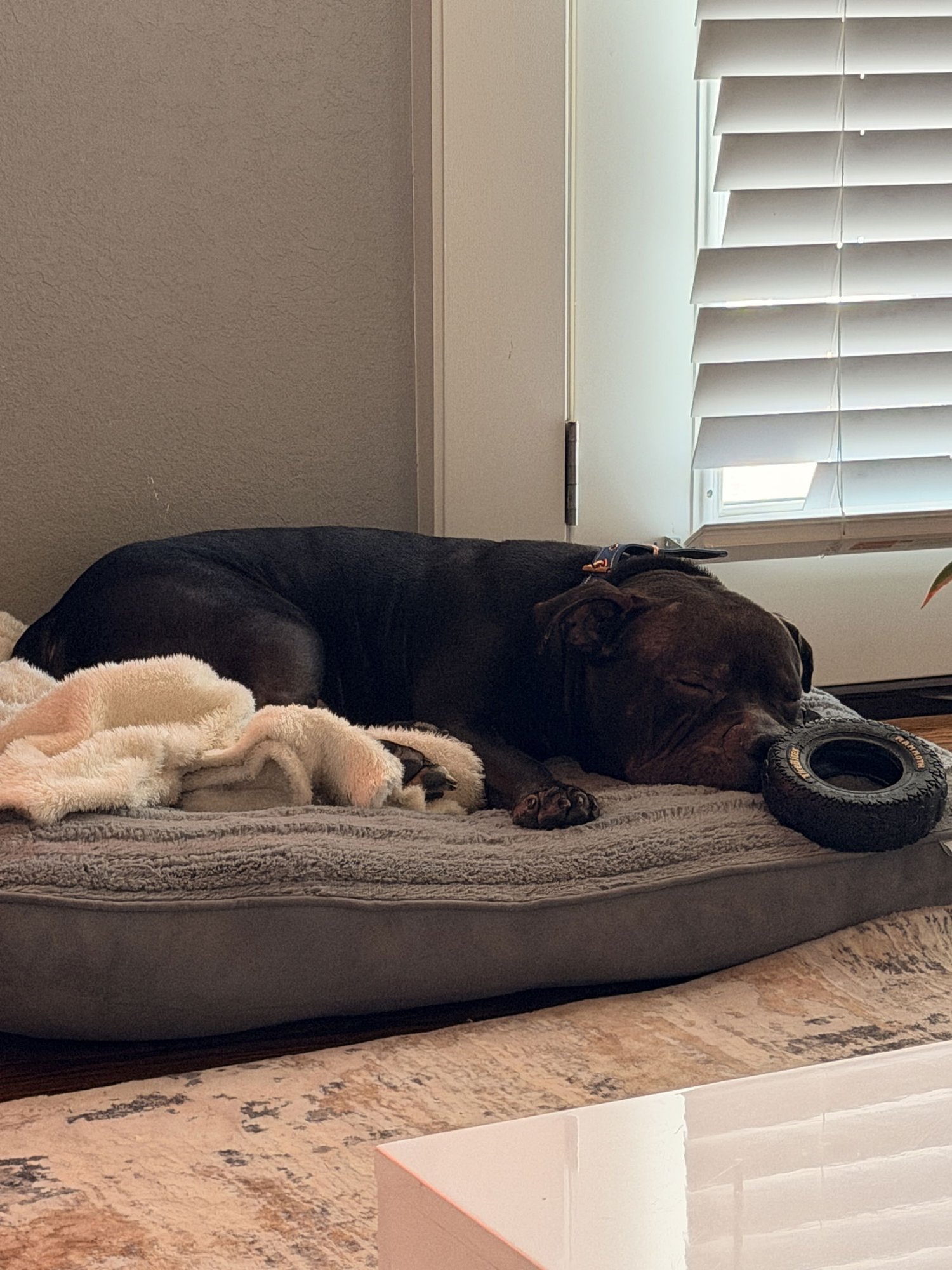 TANK COURTESY LISTING - Pit Bull Terrier available for adoption