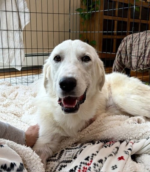 BELLA - Retriever / Great Pyrenees available for adoption