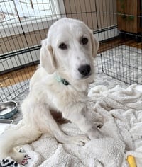 Bella - Photo 2