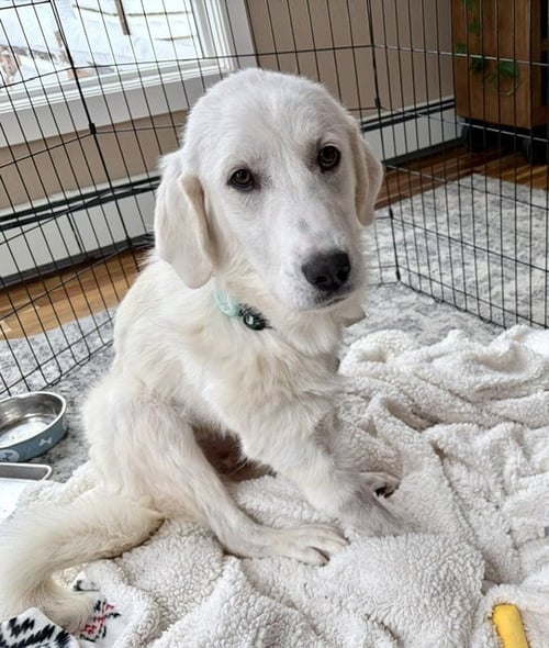 BELLA - Retriever / Great Pyrenees available for adoption