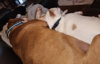 Peanut "Butters" - Photo 3