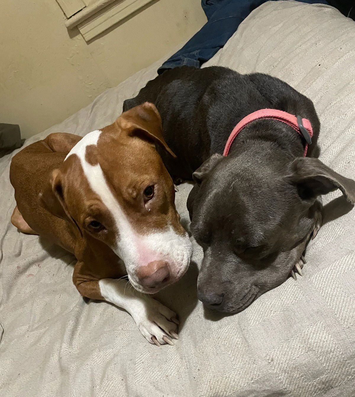 PEANUT COURTESY LISTING - Pit Bull Terrier available for adoption