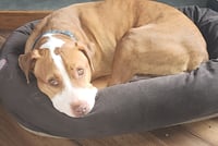 Peanut "Butters" - Photo 4