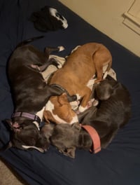 Peanut "Butters" - Photo 9