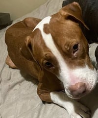 Peanut "Butters" - Photo 6