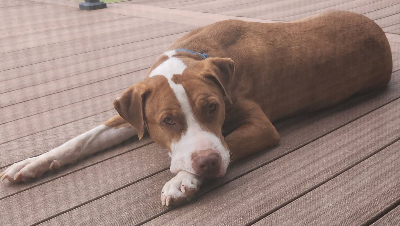 Peanut "Butters" Image