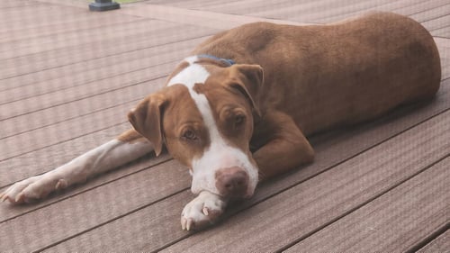 PEANUT "BUTTERS" - Pit Bull Terrier available for adoption