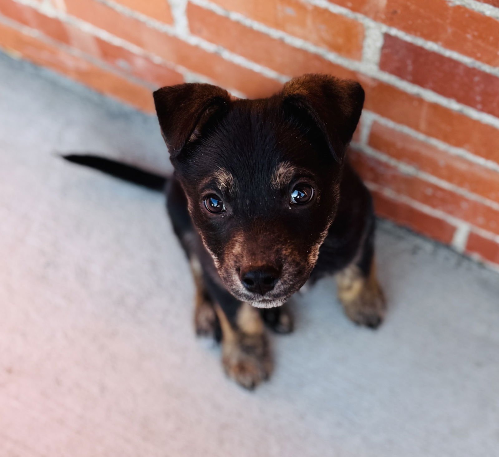 MIGUEL - Doberman Pinscher / Australian Cattle Dog/Blue Heeler available for adoption