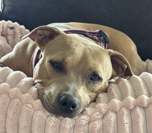 GABBY - Pit Bull Terrier available for adoption