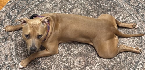 GABBY - Pit Bull Terrier available for adoption