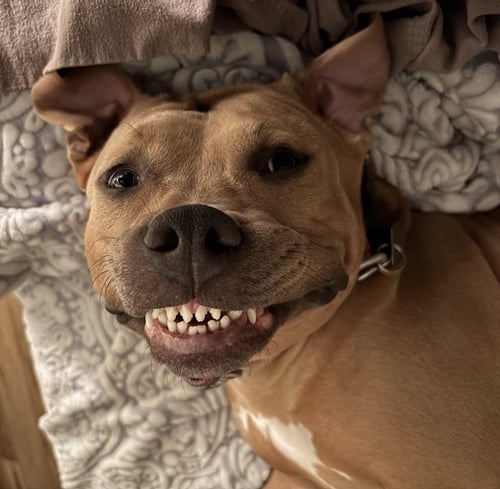 GABBY - Pit Bull Terrier available for adoption