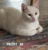 Frost - Photo 1