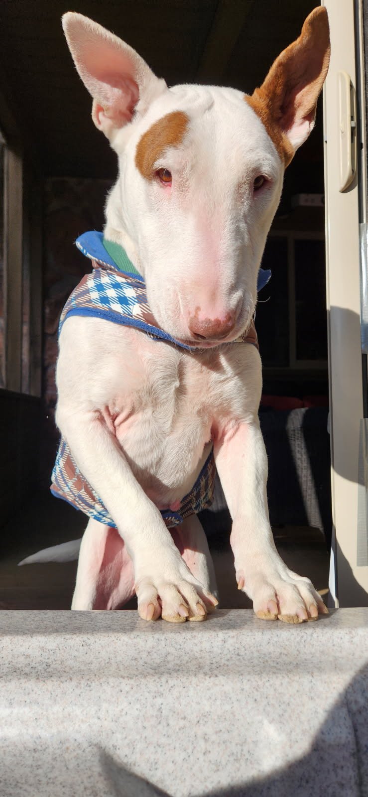 MORTY - Bull Terrier available for adoption