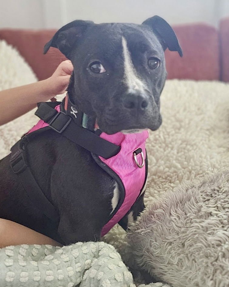 ZARA (FKA OREO) NEEDS FOSTER - Pit Bull Terrier available for adoption