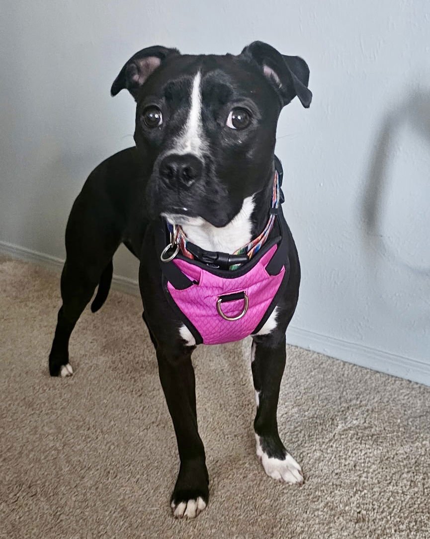 ZARA (FKA OREO) NEEDS FOSTER - Pit Bull Terrier available for adoption