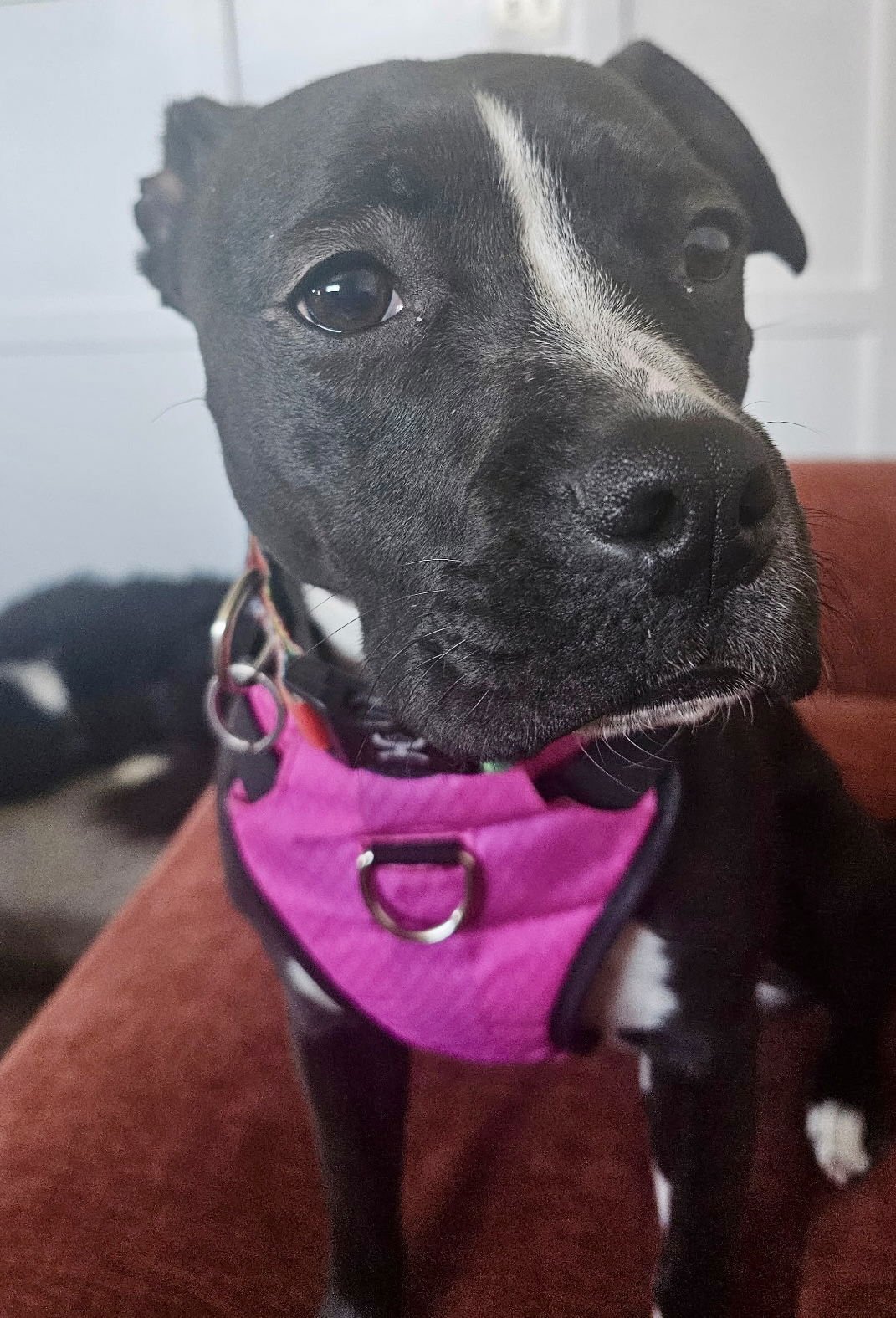 Zara (FKA Oreo) Needs Foster - Photo 3