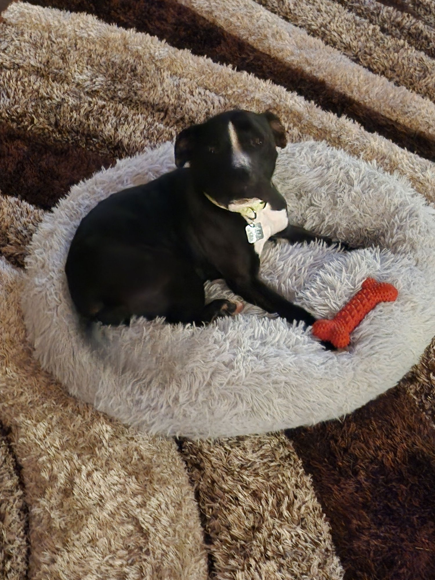 Zara (FKA Oreo) Needs Foster - Photo 4