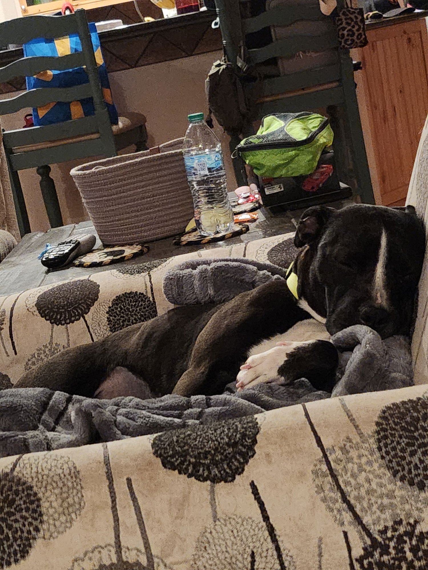 Zara (FKA Oreo) Needs Foster - Photo 5