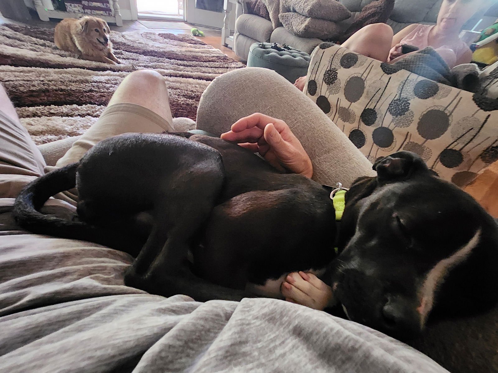 Zara (FKA Oreo) Needs Foster - Photo 6