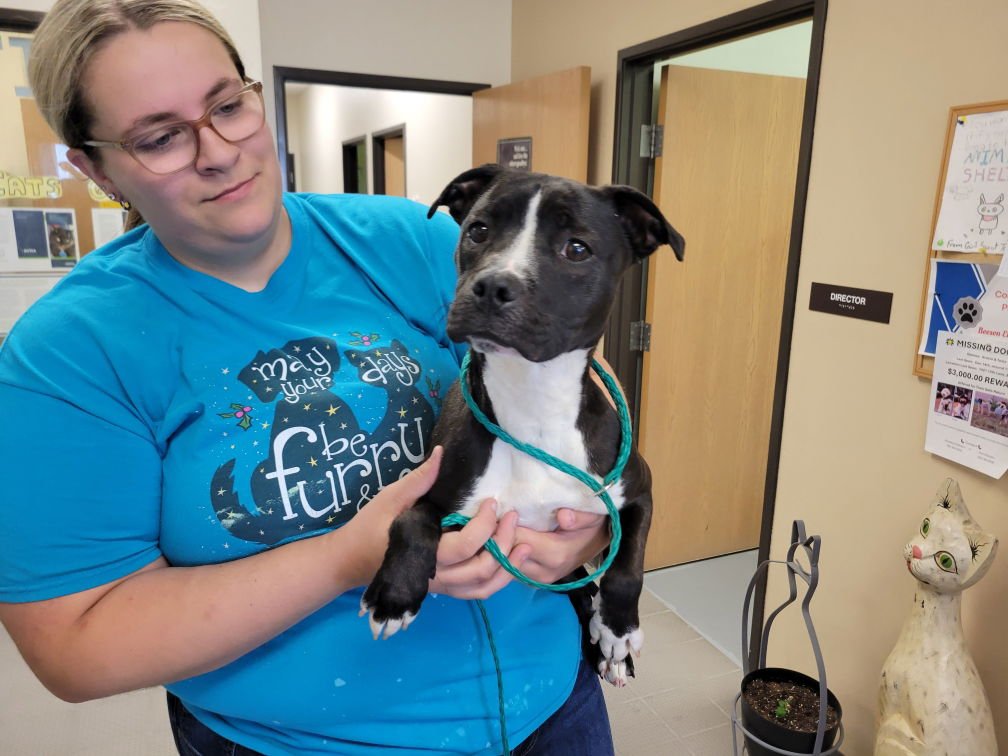 Zara (FKA Oreo) Needs Foster - Photo 7