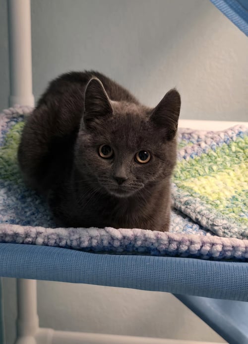 UNICORN - Domestic Short Hair available for adoption