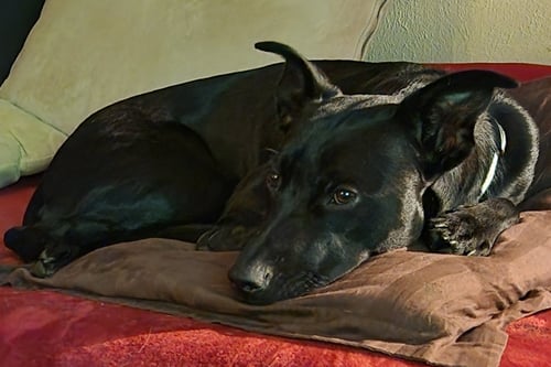 PETRA COURTESY LISTING - German Shorthaired Pointer / Pit Bull Terrier available for adoption