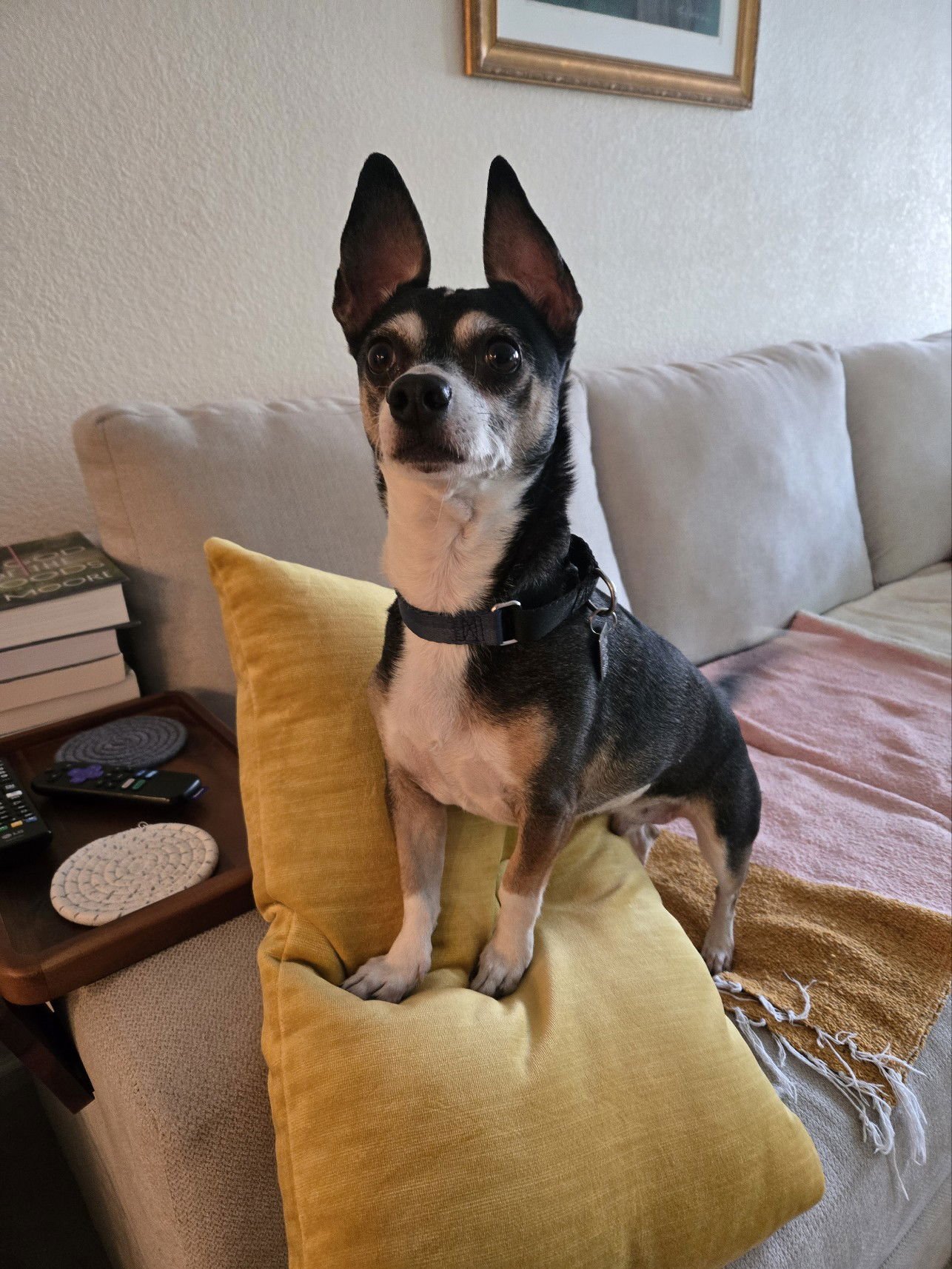 CHARLIE - Chihuahua available for adoption