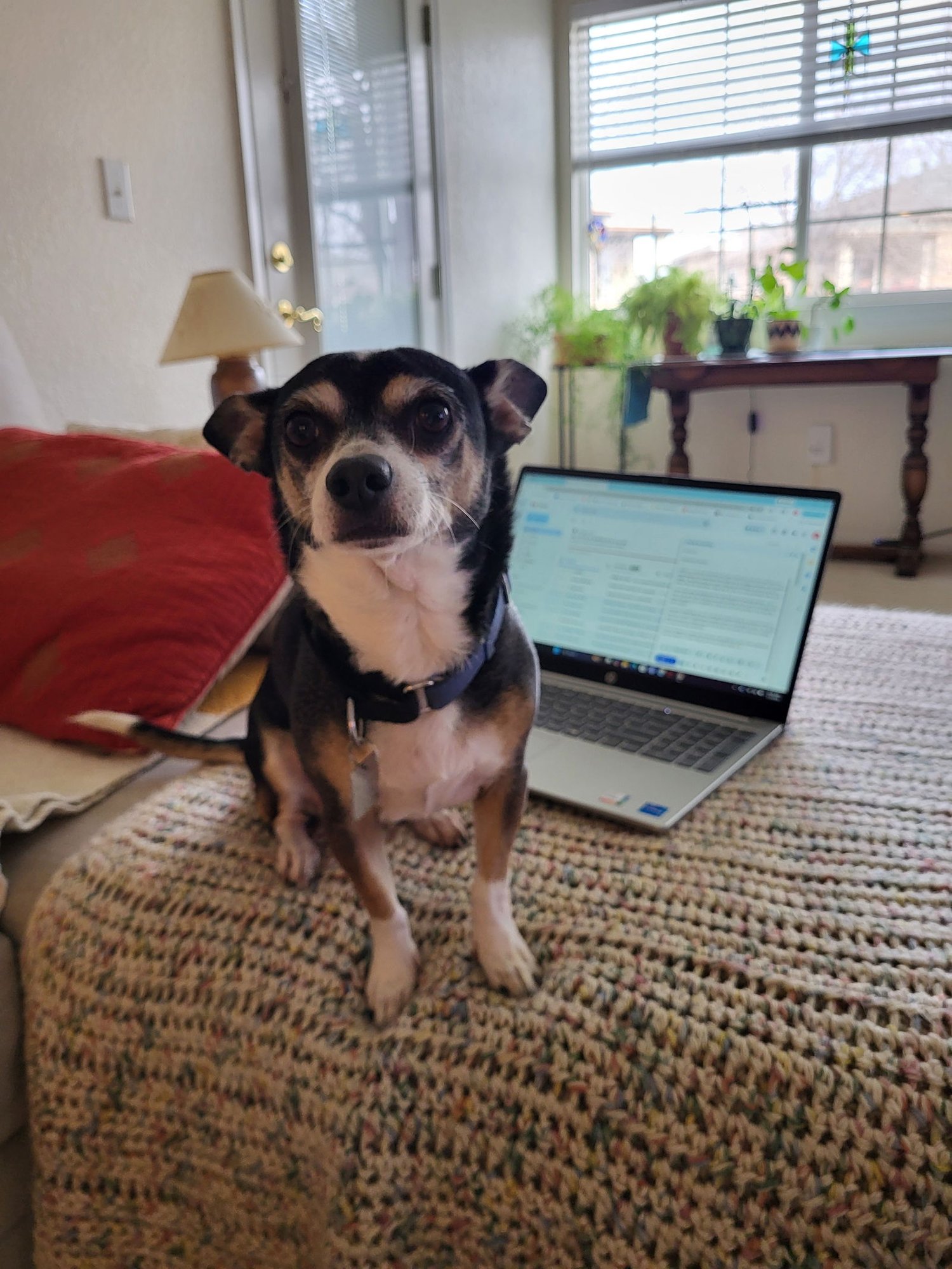 CHARLIE - Chihuahua available for adoption