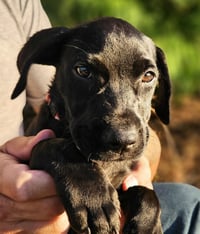Roxy - Photo 1