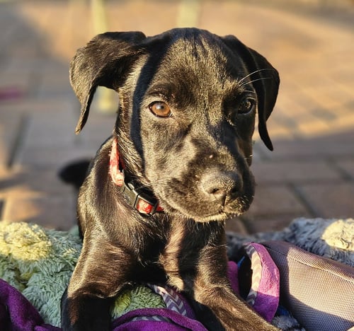 ROXY - Labrador Retriever available for adoption