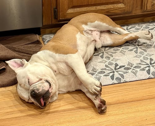 BUCKY FOSTER NEEDED ASAP - English Bulldog available for adoption