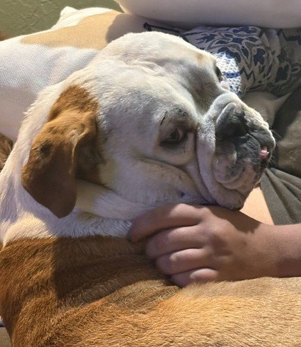 BUCKY - English Bulldog available for adoption