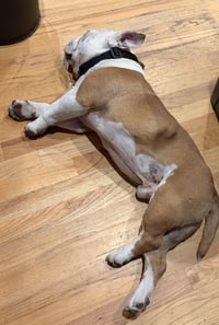Bucky FOSTER NEEDED ASAP - Photo 4