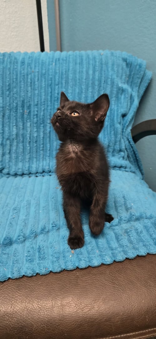 COAL - Domestic Medium Hair for adoption in Boulder