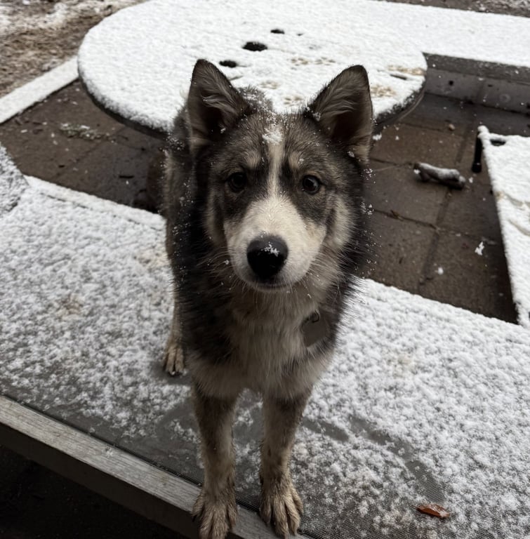 Raya AKA Baby Wolf lol Image