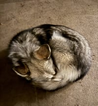 Raya AKA Baby Wolf lol - Photo 2