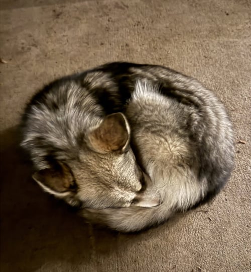 RAYA AKA BABY WOLF LOL - Husky available for adoption