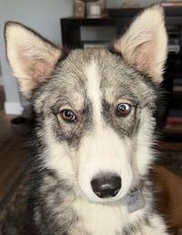 Raya AKA Baby Wolf lol - Photo 3