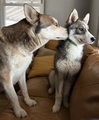Raya AKA Baby Wolf lol - Photo 4