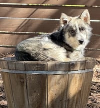 Raya AKA Baby Wolf lol - Photo 5